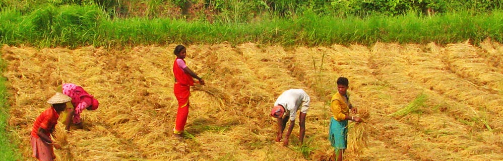 Village Life in Kerala, Kerala Village Life Tour, Kerala Village Tour