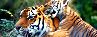 Wildlife in India