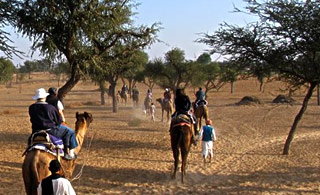 Camel Safari Tour