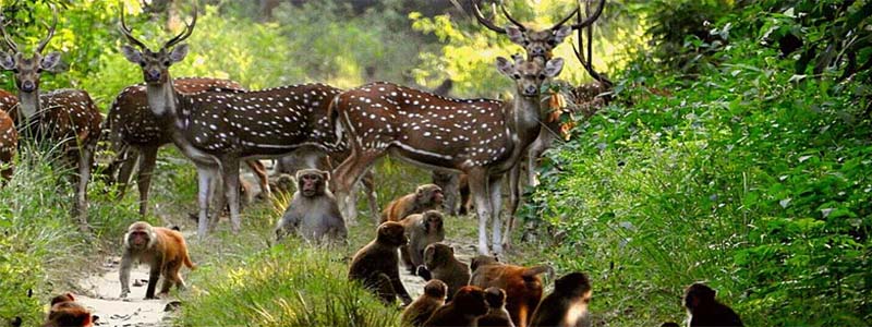 Corbett National Park in Uttranchal