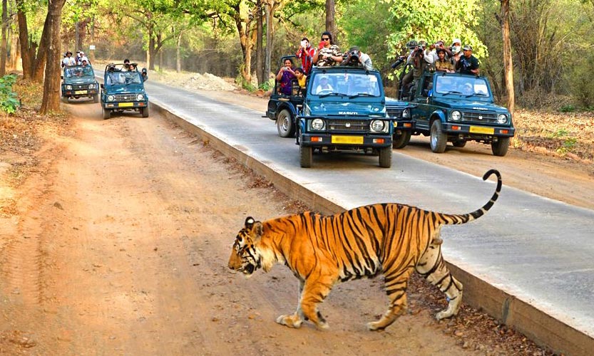 Jungle  Safari at Bandhavgarh