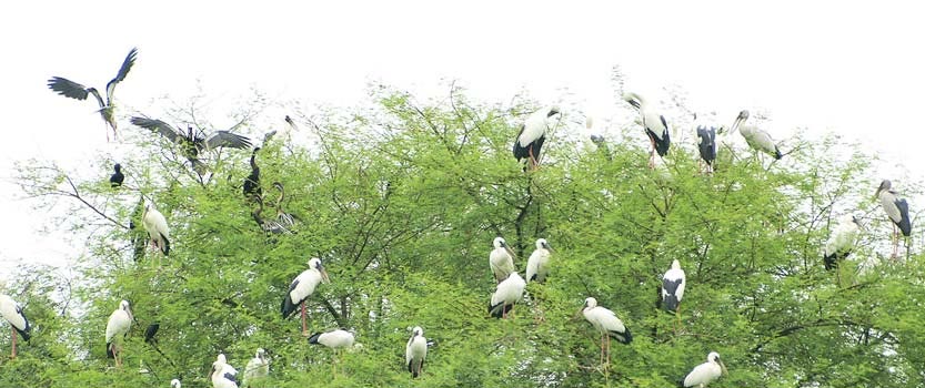 Bharatpur Wildlife Sanctuary