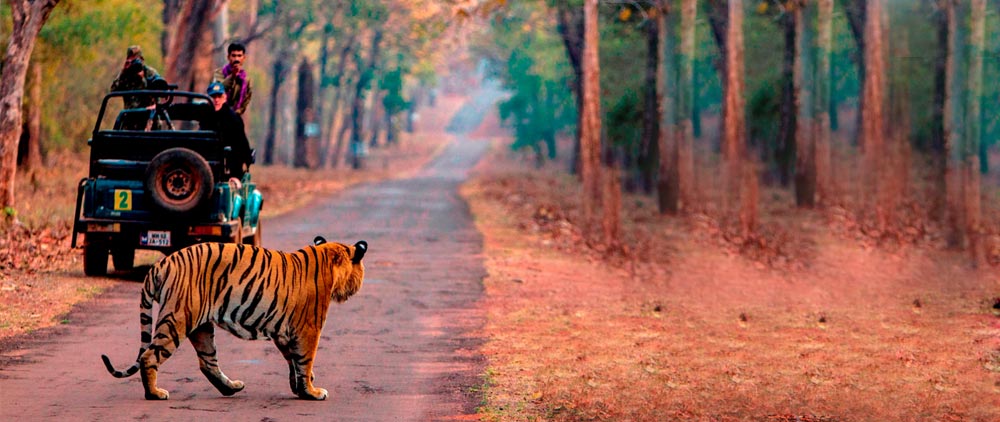 Tadoba National Park 