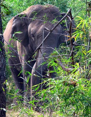 Central India Tribal Tour