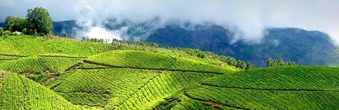 Tea Garden, Munnar